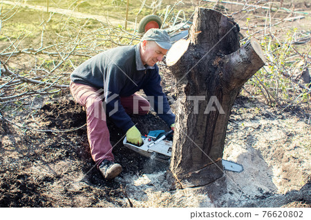 A man lumberjack is sawing a tree with a chainsaw. The sawdust is thrown straight into the screen. Farmer at work. Grubbing old trees. The concept of deforestation and the active work of the industry 76620802