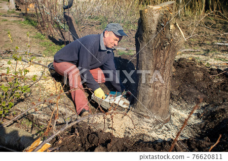 A man lumberjack is sawing a tree with a chainsaw. The sawdust is thrown straight into the screen. Farmer at work. Grubbing old trees. The concept of deforestation and the active work of the industry 76620811