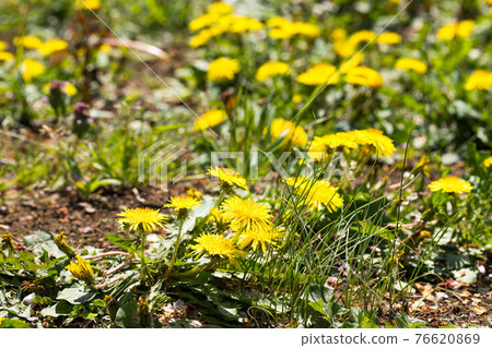 Mizuho Eco Park Dandelions, Mizuho Town, Tokyo Mizuho Eco Park Dandelions, Mizuho Town, Tokyo 76620869