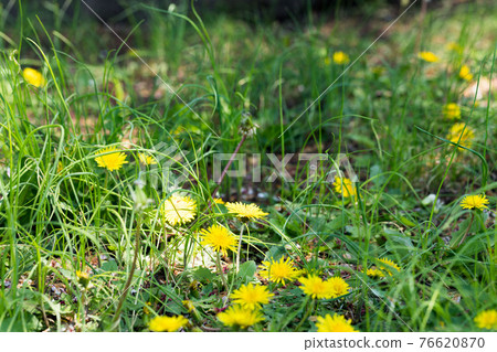 Mizuho Eco Park Dandelions, Mizuho Town, Tokyo 76620870
