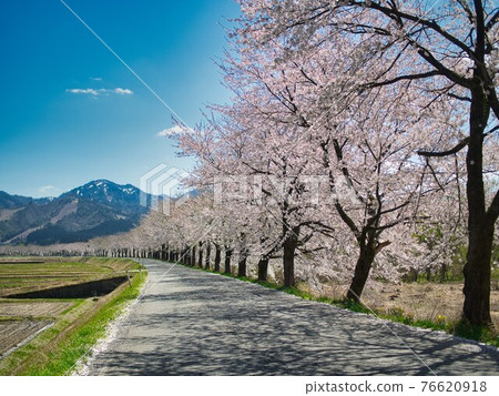 Senbon Sakura in Natsui, Tainai City, Niigata Prefecture 76620918