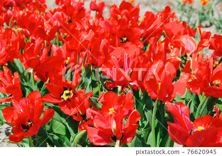 [Variety: Exotic Bird] Tulips with bright red petals 76620945