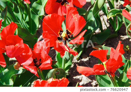 [Variety: Exotic Bird] Tulips with bright red petals 76620947