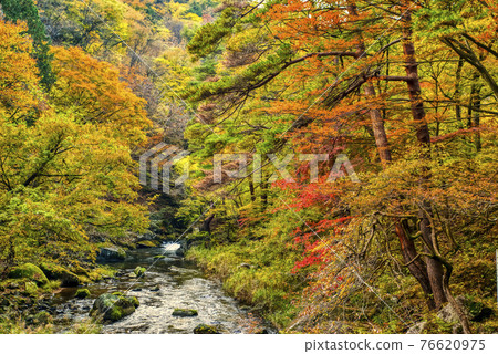 山梨縣秋葉禦岳莊山峽 76620975