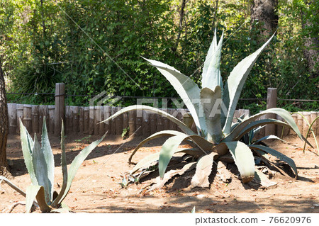 Mizuho Eco Park, Mizuho-cho, Tokyo Ryu Zetsuran 76620976