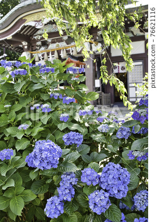 盛開在神社背景中的藍紫色繡球花 盛開在神社背景中的藍紫色繡球花 76621116