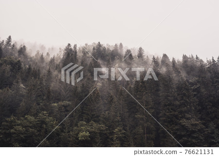 rocky high mountains. Forest fog laid on the tops of the trees 76621131
