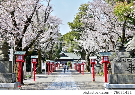 春天的鷲宮神社 76621431