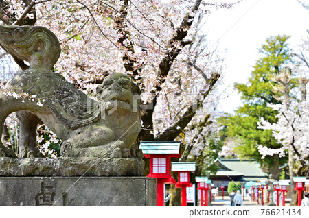 The approach to Washinomiya Shrine, which is colored with cherry blossoms 3 The approach to Washinomiya Shrine, which is colored with cherry blossoms 3 76621434