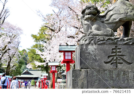 前往櫻花盛開的鷲宮神社的道路 4 76621435