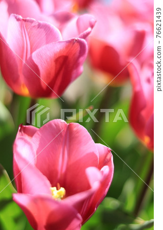 Tulips at Kasai Flower Center Tulips at Kasai Flower Center 76621439