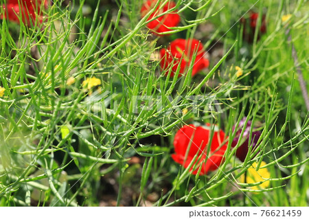 Rape blossom fruit (seed) Rape blossom fruit (seed) 76621459