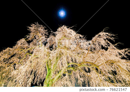 Dead brown cherry tree Dead brown cherry tree 76621547
