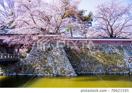 (Suwa City, Nagano Prefecture) Takashima Castle Ruins Cherry Blossoms in Full Bloom 76621585