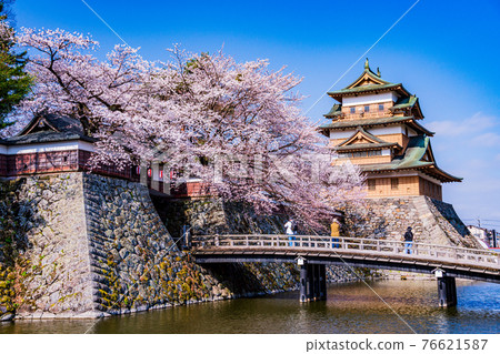 (Suwa City, Nagano Prefecture) Takashima Castle Ruins Cherry Blossoms in Full Bloom 76621587