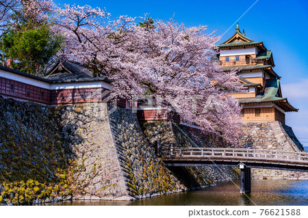 (Suwa City, Nagano Prefecture) Takashima Castle Ruins Cherry Blossoms in Full Bloom 76621588