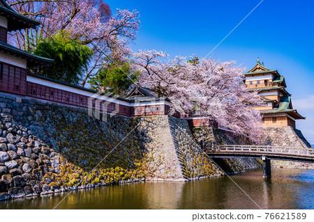(Suwa City, Nagano Prefecture) Takashima Castle Ruins Cherry Blossoms in Full Bloom 76621589
