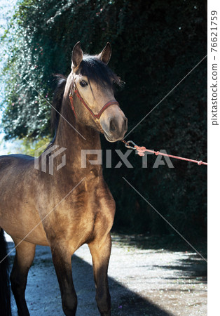 portrait of buckskin young Andalusian stallion posing near stable. Andalusia, Spain. sunny day portrait of buckskin young Andalusian stallion posing near stable. Andalusia, Spain. sunny day 76621759