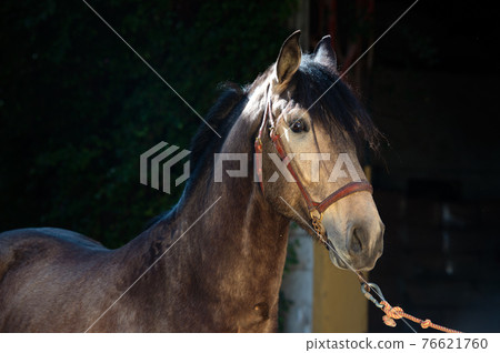 portrait of buckskin young Andalusian stallion posing near stable. Andalusia, Spain. sunny day portrait of buckskin young Andalusian stallion posing near stable. Andalusia, Spain. sunny day 76621760