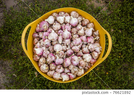 Head of garlic close-up, freshly harvested crop 76621892