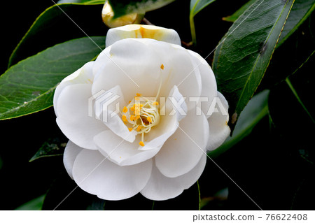Camellia "white peony" 76622408