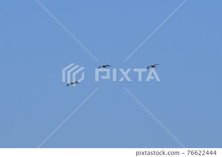 Crane, navel Crane, navel 76622444