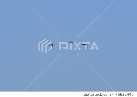 肚臍起重機 肚臍起重機 76622445