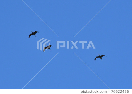 Crane, navel Crane, navel 76622456