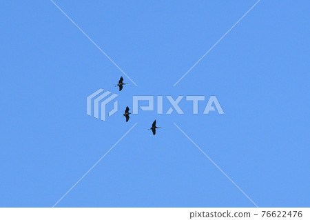 Crane, navel 76622476