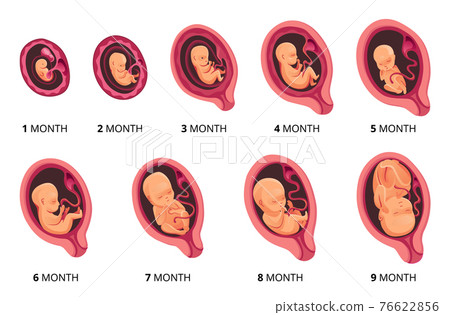 Embryo month stage growth, fetal development vector flat infographic icons. Medical illustration of foetus cycle from 1 to 9 month to birth Embryo month stage growth, fetal development vector flat infographic icons. Medical illustration of foetus cycle from 1 to 9 month to birth 76622856
