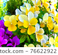 黃色中提琴花 76622922