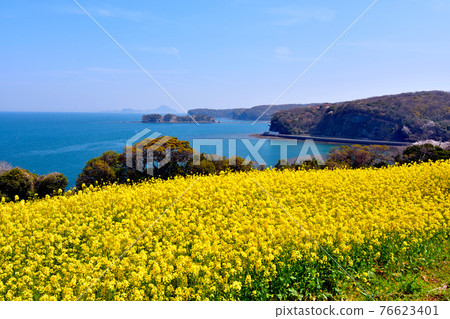 Nagasaki nose rape blossoms and hazy Himeshima Nagasaki nose rape blossoms and hazy Himeshima 76623401