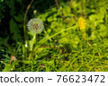 Dandelion fluff 76623472
