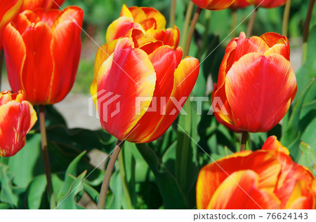[品種：牛津精英]鬱金香，有明亮的紅色和黃色的花瓣 76624143