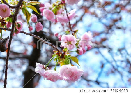 Osaka Mint Bureau Sakura at the Osaka Mint 76624653