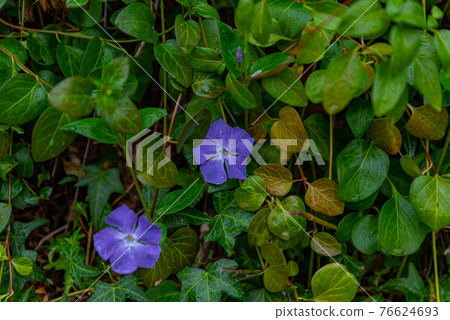 Periwinkle after the rain 76624693