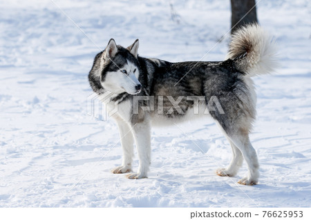 Portrait of a Siberian husky, friendship forever Portrait of a Siberian husky, friendship forever 76625953