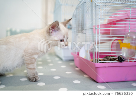 A little white Nevsky masquerade kitten plays with a Jungar hamster. A little white Nevsky masquerade kitten plays with a Jungar hamster. 76626350