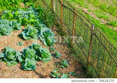 Home grow vegetables plants garden at backyard for safety non insecticide organic food. 76626370