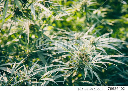Thai Sativa Cannabis, Marijuana tree or Hemp plant growing in agriculture farm. 76626402