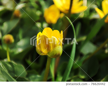 Yellow buttercup flower blooming in spring outdoor 76626442