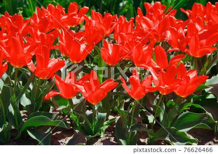 [Variety: Oriental Beauty] Tulips with bright red petals 76626466