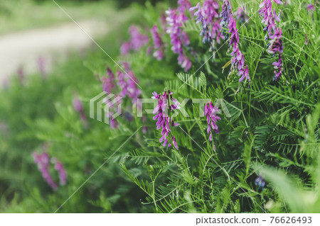 Lathyrus palustris or marsh pea with blurred background 76626493