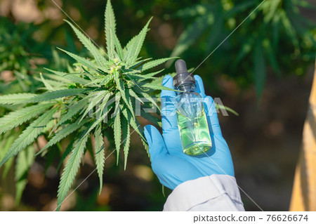 Hand holding Sativa Cannabis oil extract essential from Marijuana leaves for herbal medical nature plant. 76626674