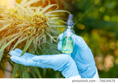 Hand holding Sativa Cannabis oil extract essential from Marijuana leaves for herbal medical nature plant. 76626678