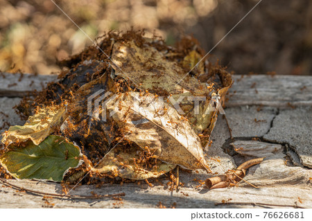 Leaf Weaver Ants Nest from Thai Red Ant for Protecting Queen Ant and Egg. Leaf Weaver Ants Nest from Thai Red Ant for Protecting Queen Ant and Egg. 76626681