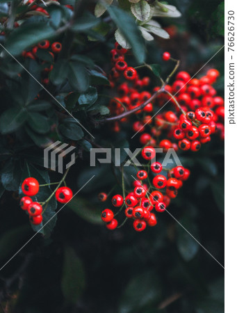 Ripe orange rowanberry berries ripen on a bush in summer garden Ripe orange rowanberry berries ripen on a bush in summer garden 76626730