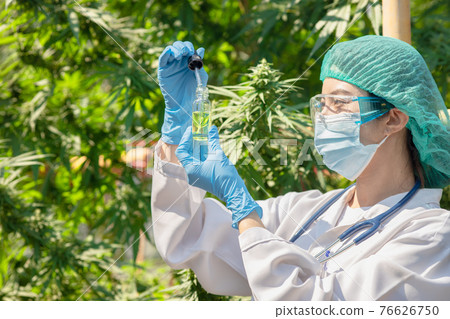 Doctor science with Sativa Cannabis oil extract essential from Marijuana leaves for herbal medical nature plant. Doctor science with Sativa Cannabis oil extract essential from Marijuana leaves for herbal medical nature plant. 76626750