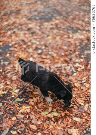 Charming puppy dog walks in the autumn park. Wet leaves after rain in the forest Charming puppy dog walks in the autumn park. Wet leaves after rain in the forest 76626763