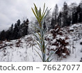 chemical treatment of woody plants 76627077